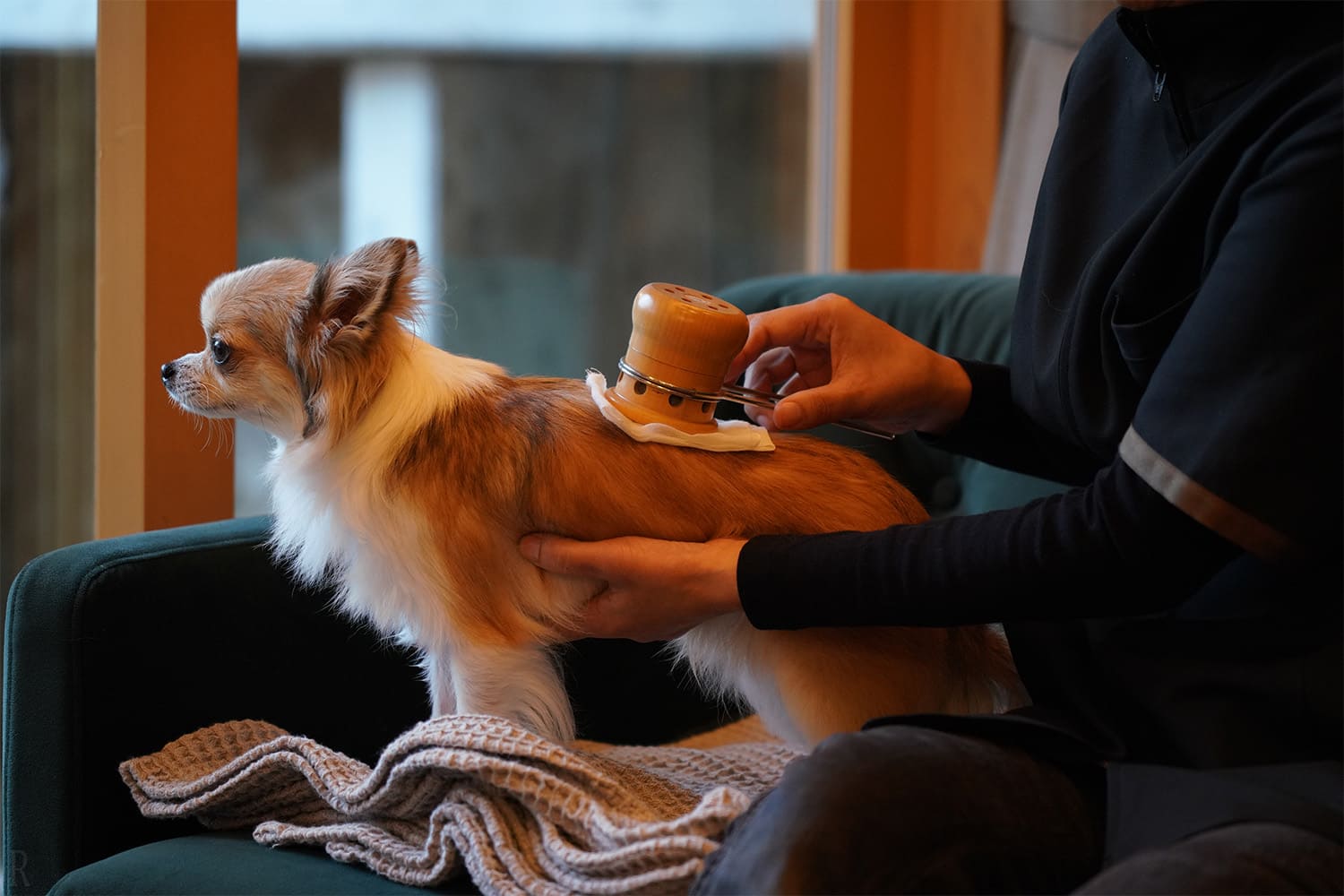 愛犬専用セラピー