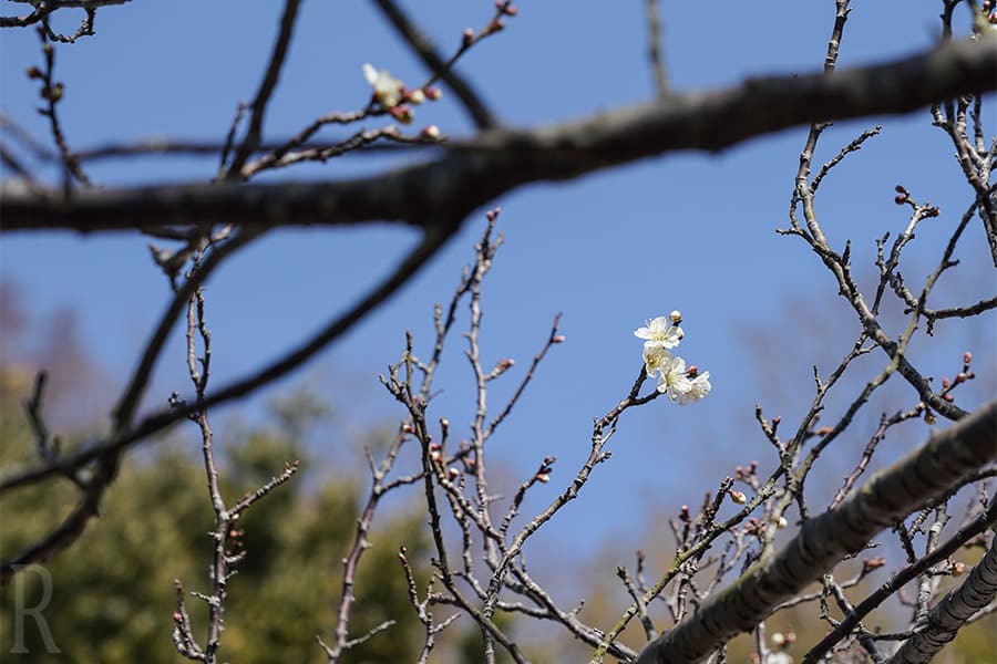 春の桜